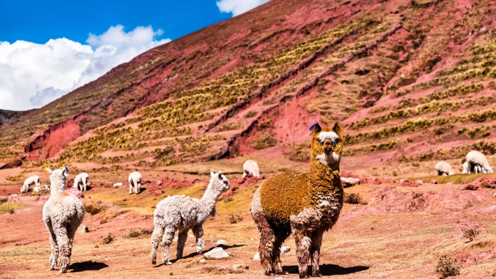 Alpacas grazing on colorful highland terrain
