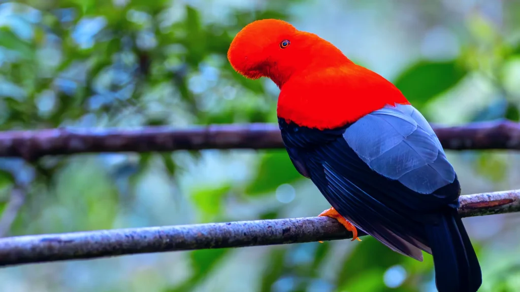 Andean Cock of the Rock Perus National Bird in the Wild