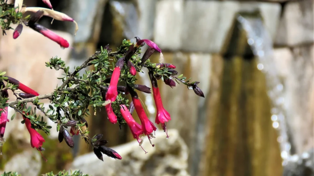Andean Flora in Tambomachay