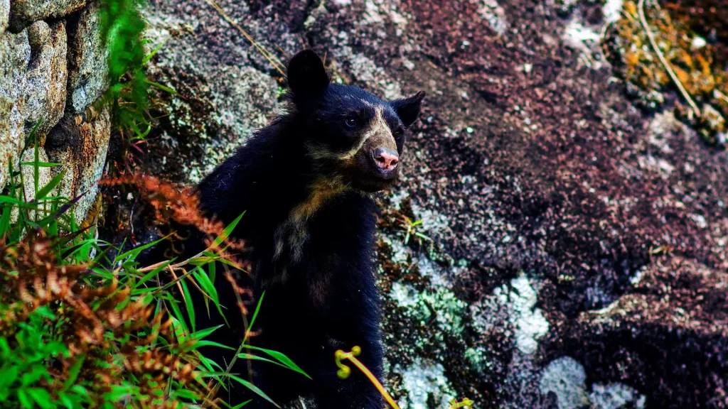 Andean Spectacled Bear A Unique Species of the Andes