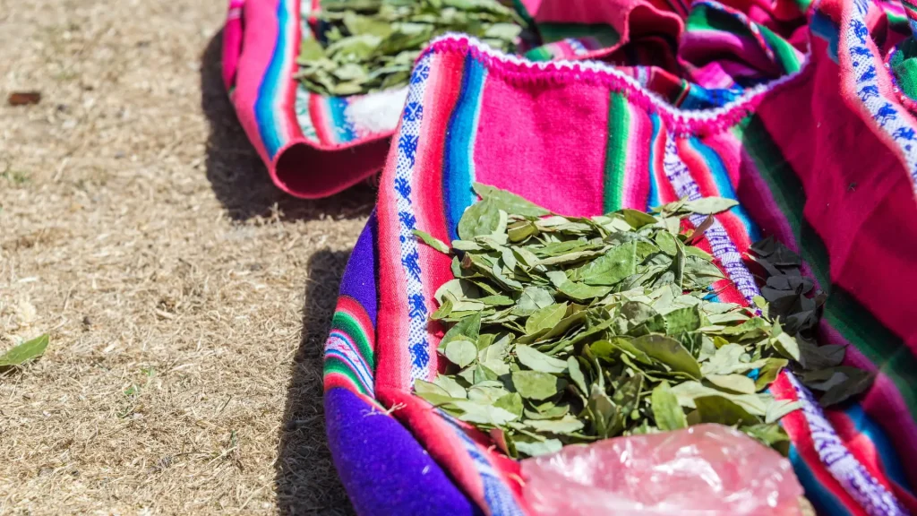 Coca Leaves for Traditional Infusions