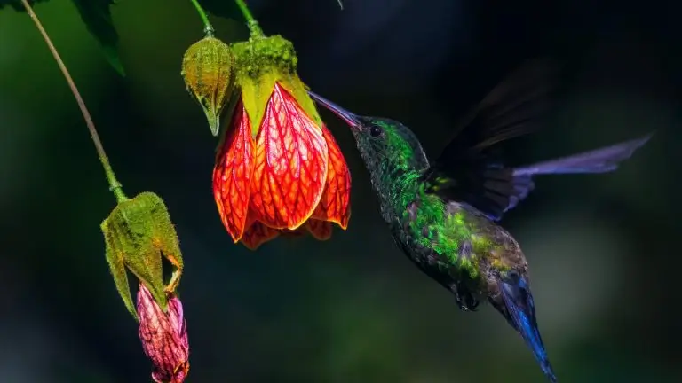 Hummingbird-on-the-Inca-Trail-Natures-Vibrant-Gem