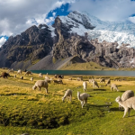 Panoramic view of the majestic Mount Ausangate with a line of pack llamas walking in the foreground, led by a local guide in traditional Andean attire