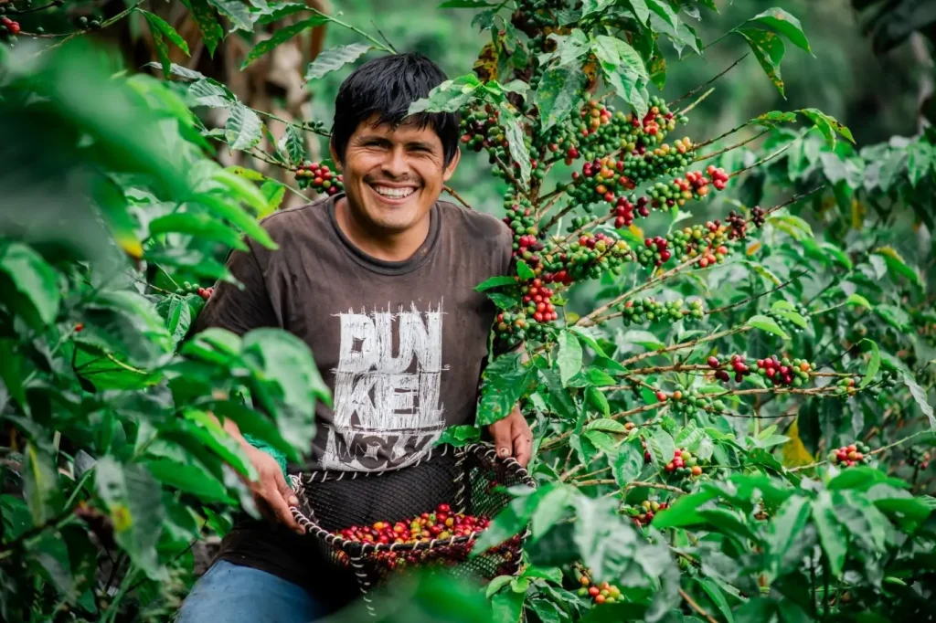 Peruvian Organic Coffee: The Sustainable Aroma of the Andes